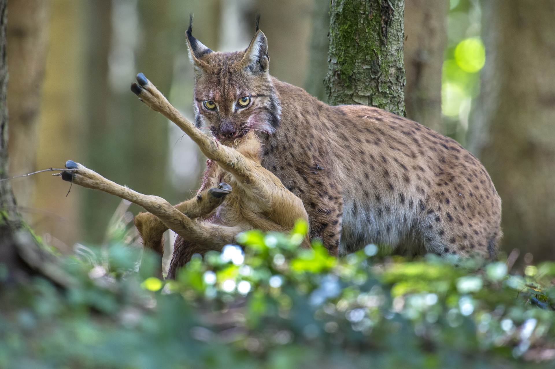 How Big Will A Lynx Get at Todd McAnally blog